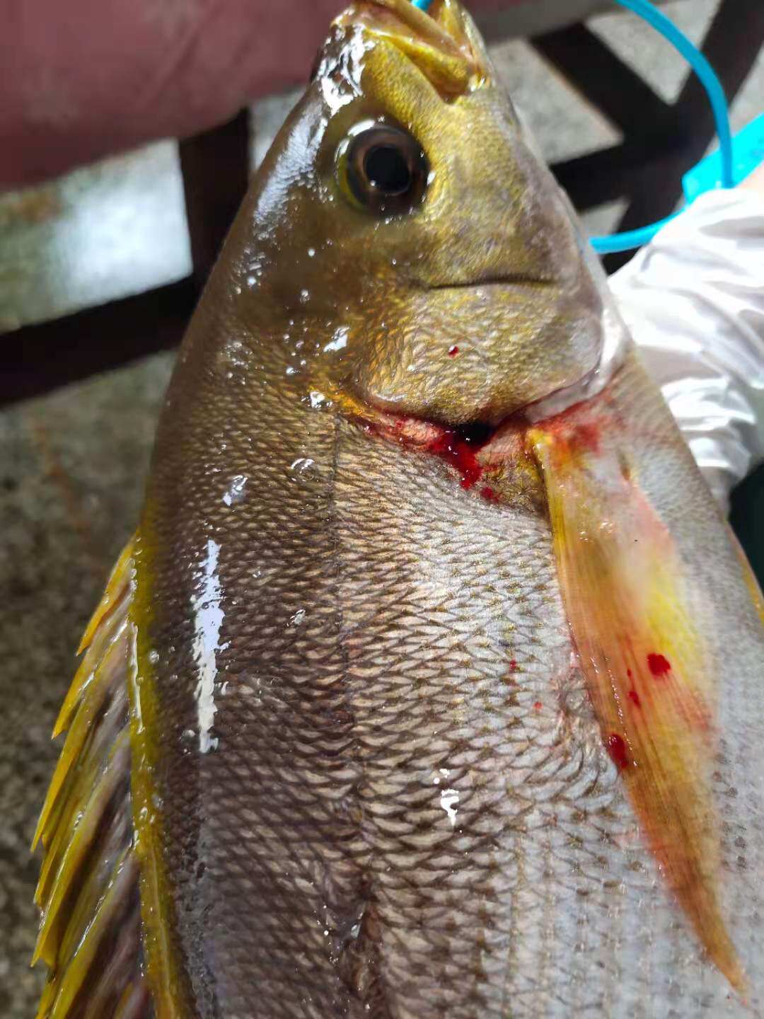 海钓三线矶鲈黄鸡鱼渔山岛野生海钓黄鸡鱼刺身