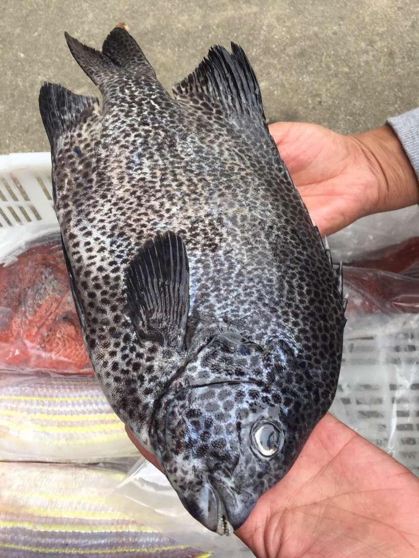 石鲷鱼星 石斑鱼  星石斑鱼新鲜  鲜活
