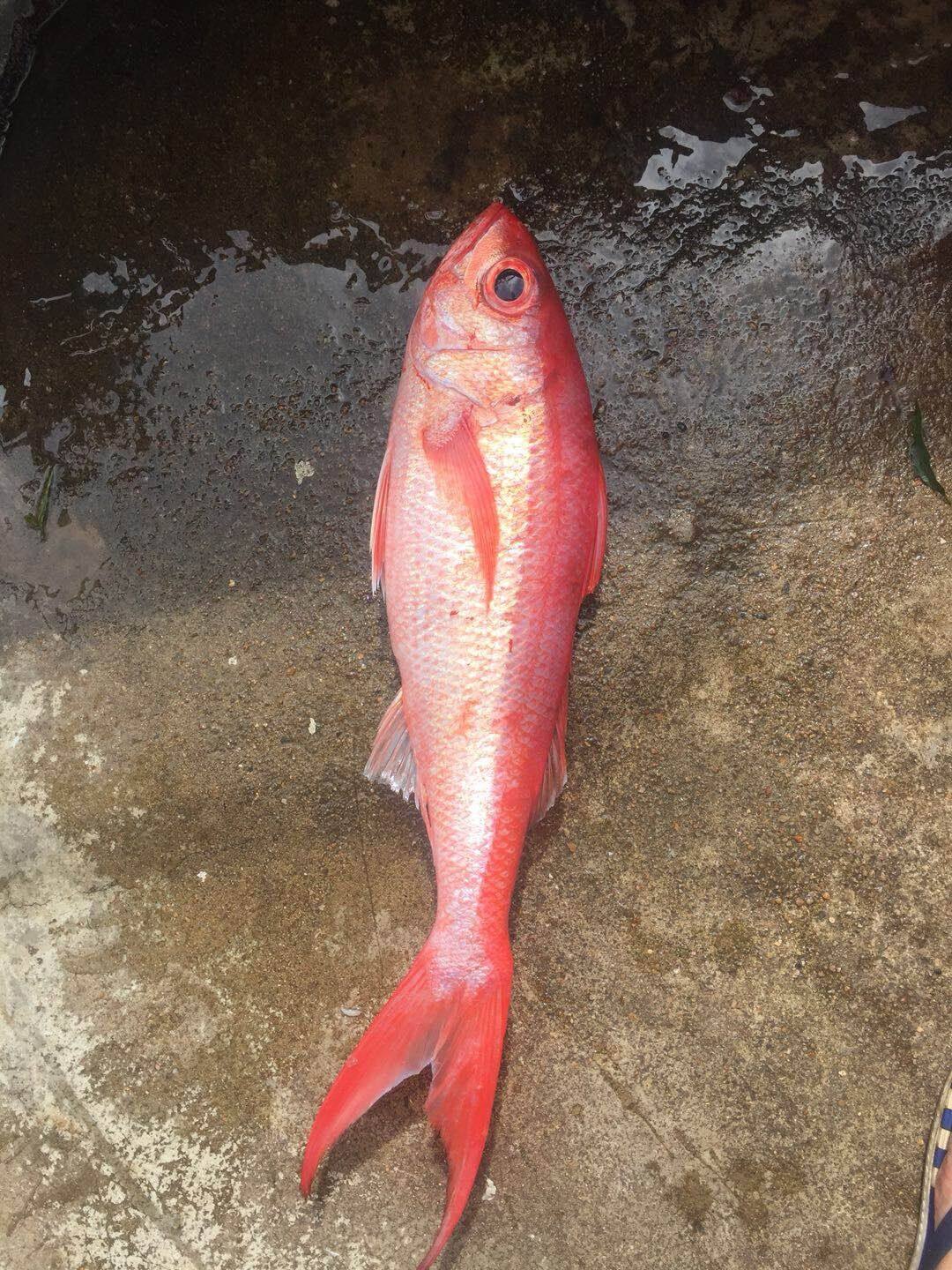 红宝石长尾滨鲷鱼长尾鸡鱼深海刺身鱼