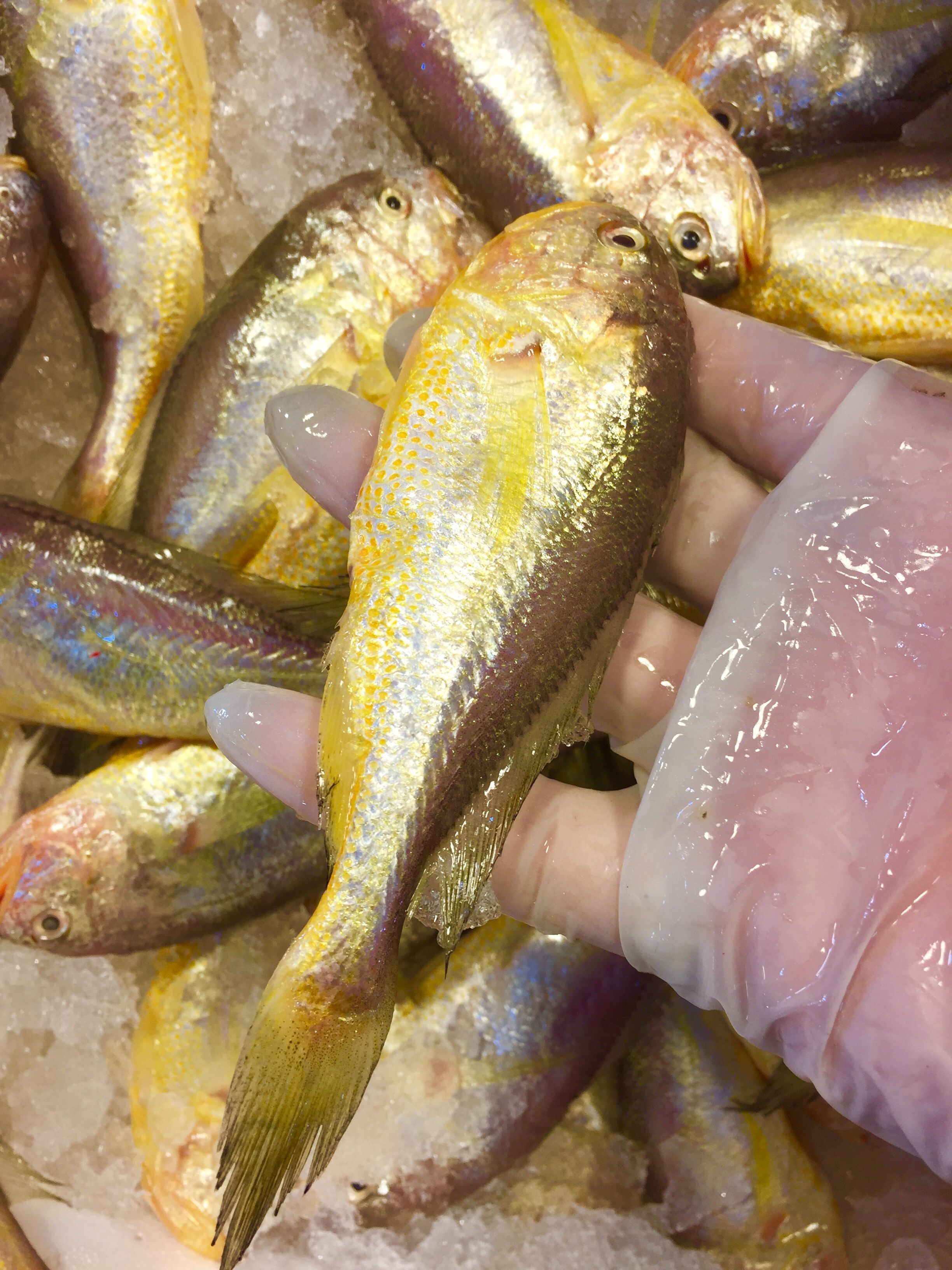 东海野生梅童鱼新鲜野生大胖头鱼梅子鱼小黄鱼象山子梅鱼鲜活水产