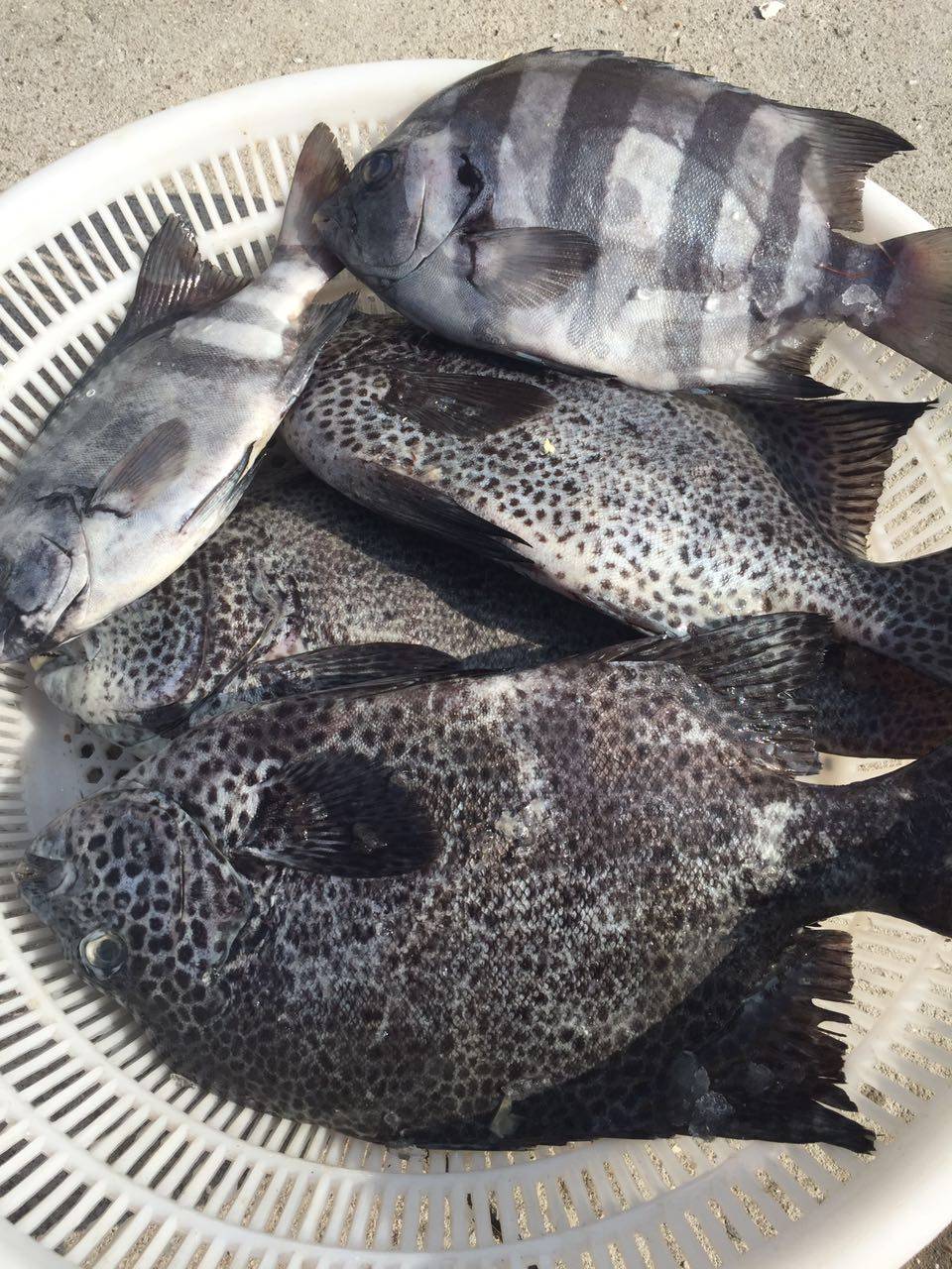 浙江东海野生新鲜条石鲷 矶钓石鲷鱼500g