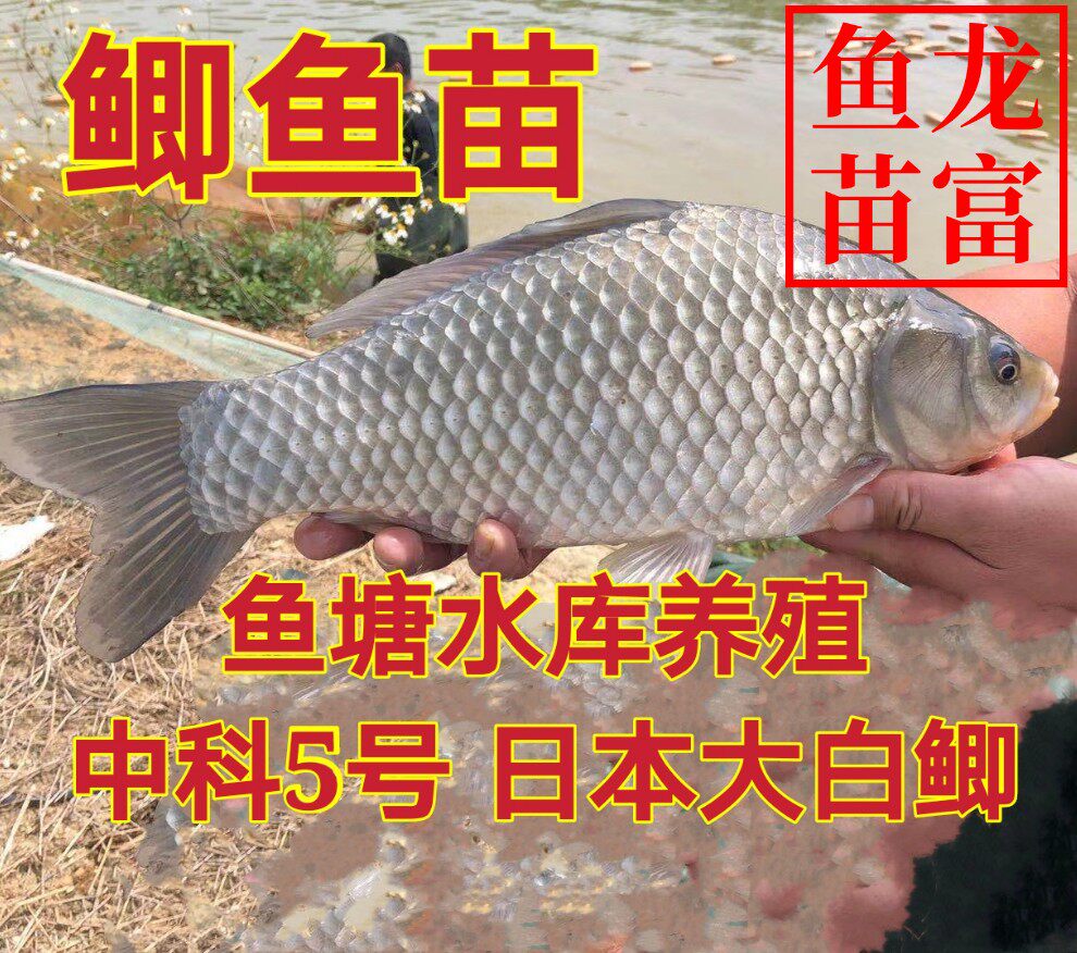 中科5号鲫鱼苗 湘云鲫鱼苗 鲫鱼苗 银鲫 丰产鲫 彭泽鲫