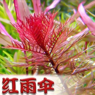 红雨伞水草鱼缸造景后景草缸增氧水下搭配红色活体新手淡水植物