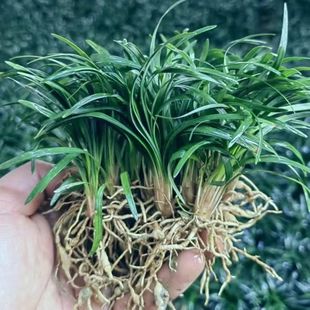 优质日本矮麦冬玉龙草耐寒四季常青别墅庭院绿化常绿超矮麦冬草