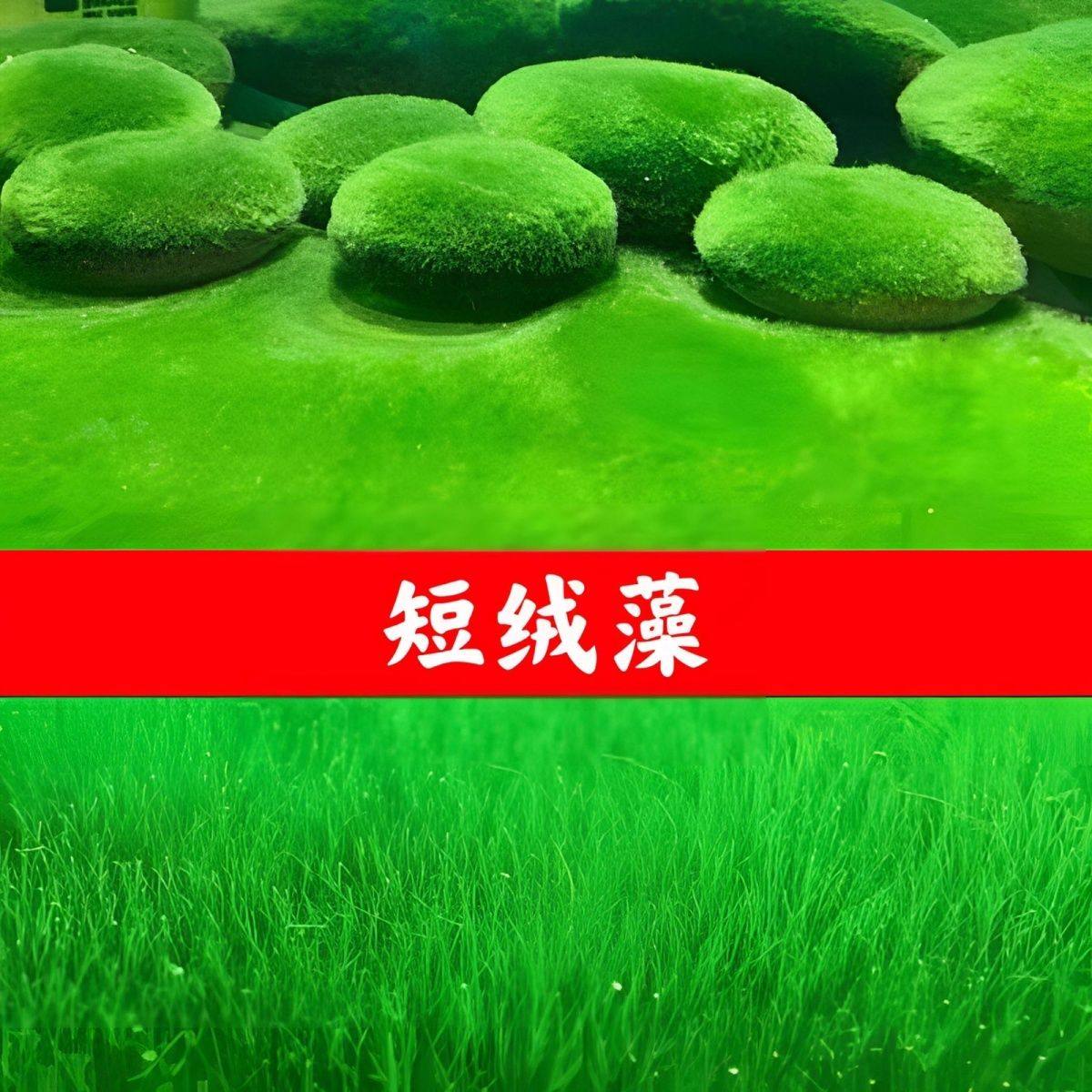 短绒藻孢子鱼缸造景绿地毯长绒爆藻青苔绿藻藻种兰寿藻种绿毛龟藻,鲜花速递/花卉仿真/绿植园艺,海藻球,淘宝优惠券,粉丝福利购,淘宝优惠卷