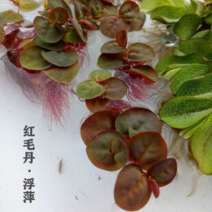 鱼缸水草浮萍肚兜萍一叶莲浮性水草净化水质除NO3养鱼龟鱼缸植物