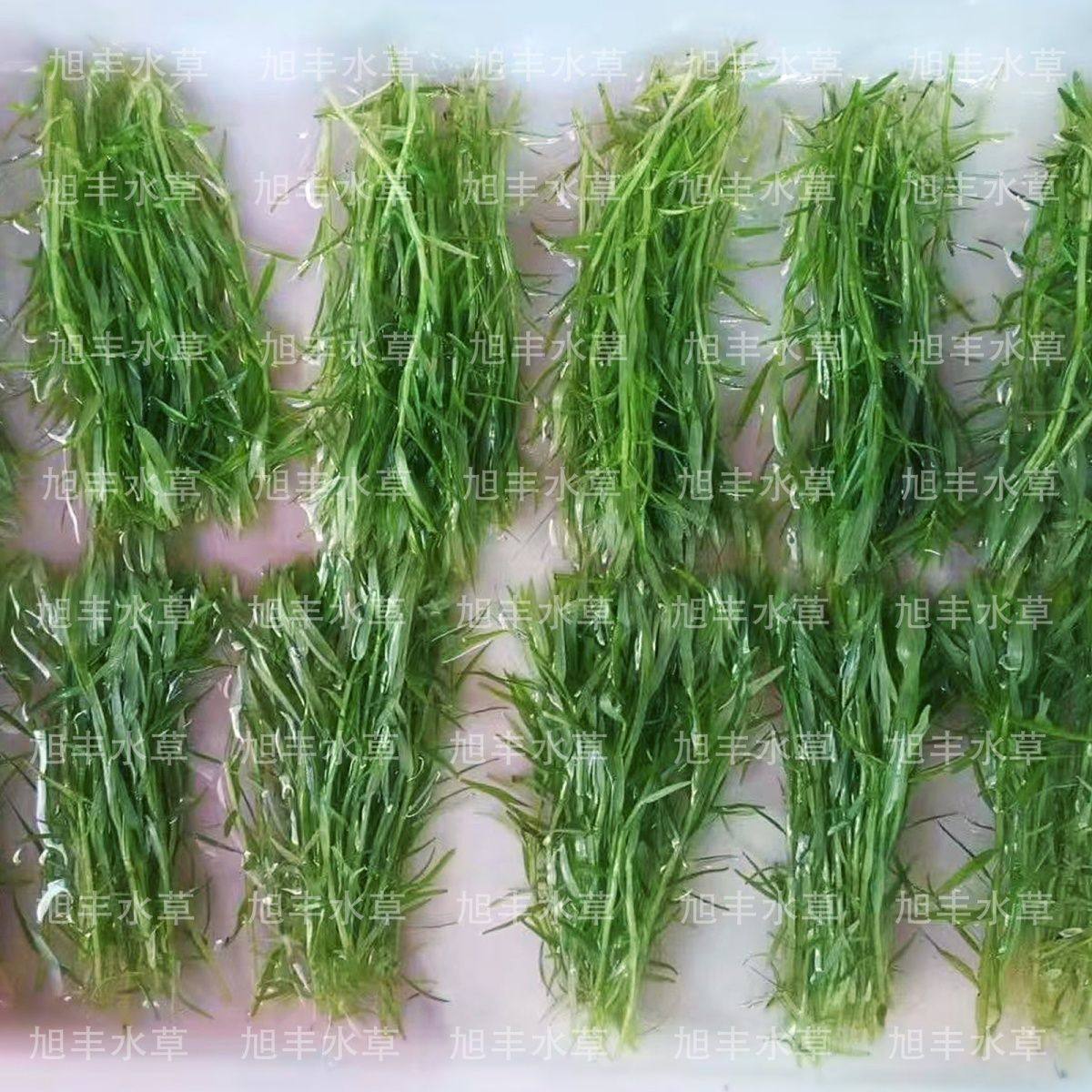 新手绿宫廷水下叶打头草草缸中后景无碳活体现剪可养水草增氧净化,鲜花速递/花卉仿真/绿植园艺,海藻球,淘宝优惠券,粉丝福利购,淘宝优惠卷