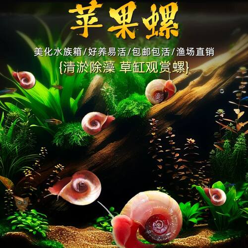 鲜活苹果螺除藻清洁净化
