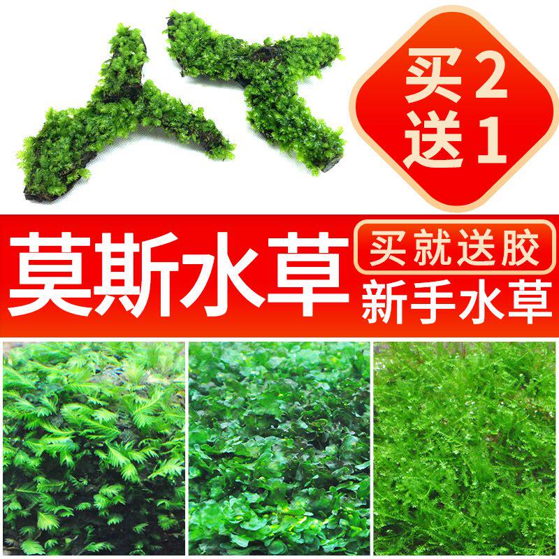 鱼缸阴性活体散装真水草三角莫丝火焰珊瑚松茸莫斯水族箱造景包邮