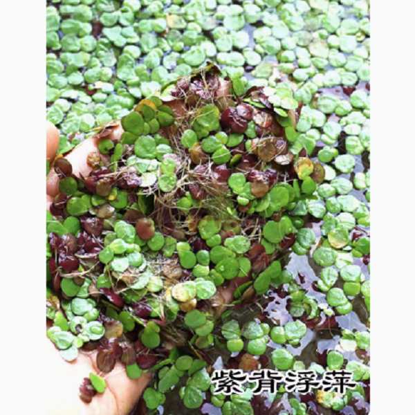 紫背浮萍芝麻萍改善水质美化水面净化水质水质造景适用水草活体,鲜花速递/花卉仿真/绿植园艺,海藻球,淘宝优惠券,粉丝福利购,淘宝优惠卷
