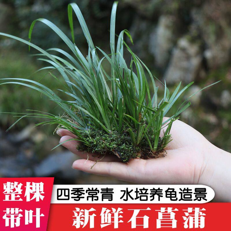石菖蒲水草石昌蒲虎须龙根水培植物附石盆景养龟盆栽