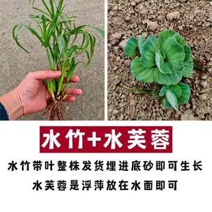 水竹水培植物旱伞草鱼缸造景净化水质水草鱼池塘龟缸绿植水生植物