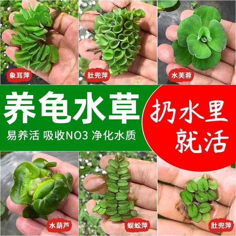 养龟水草植物鱼缸水生植物养龟漂浮芝麻古法造景水面乌龟缸水葫芦,鲜花速递/花卉仿真/绿植园艺,海藻球,淘宝优惠券,粉丝福利购,淘宝优惠卷