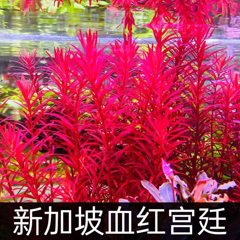 新加坡血红宫廷水草造景懒人新鲜红色水草美化鱼缸净化水质专家
