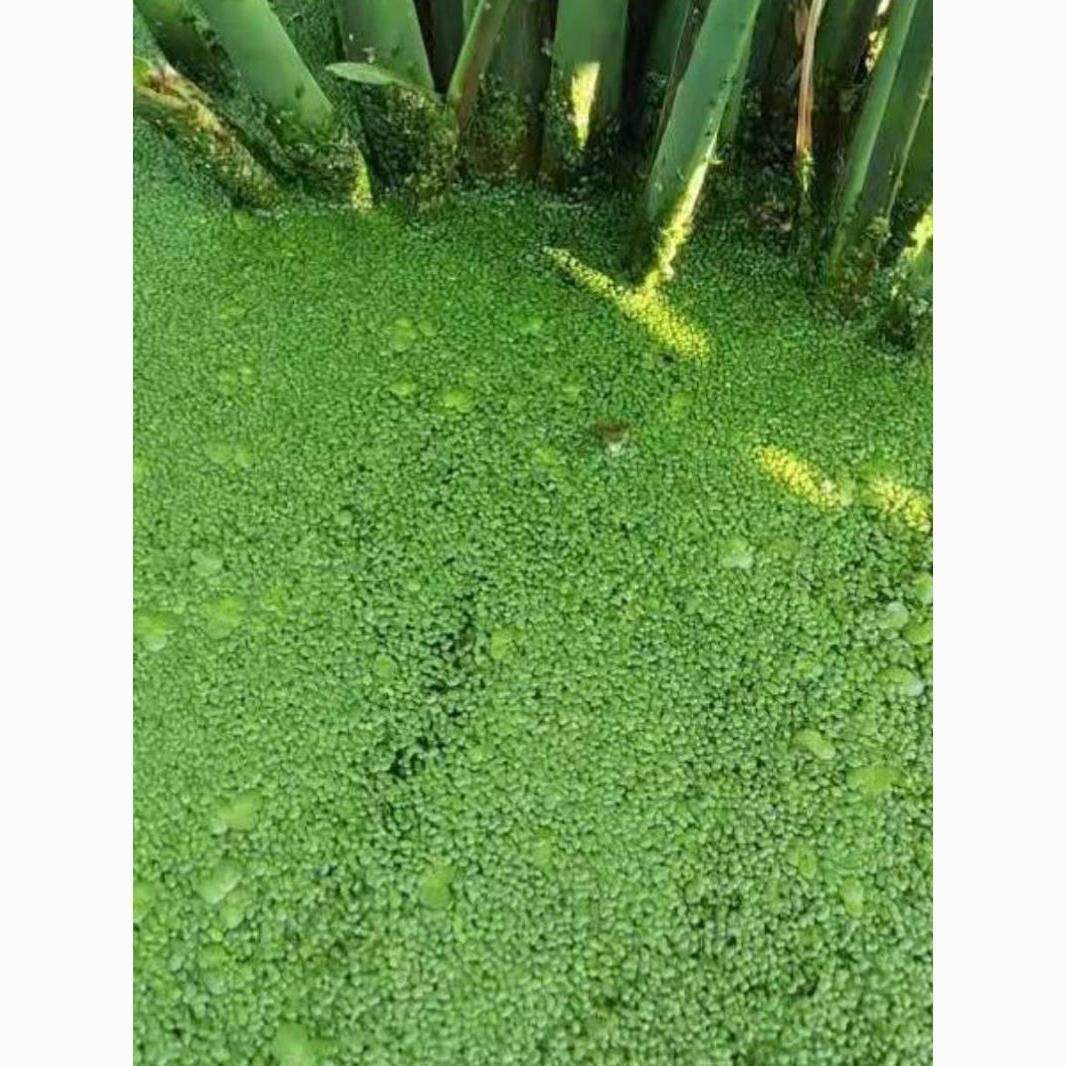 芝麻浮萍小叶萍后景水草喂鱼喂龟好养净化水质鱼缸造景水草小浮萍,鲜花速递/花卉仿真/绿植园艺,海藻球,淘宝优惠券,粉丝福利购,淘宝优惠卷