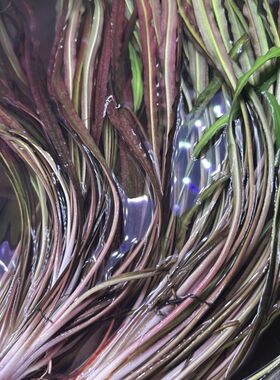 Ada老虎椒水草鱼缸水下稀有阴性植物后景淡水红色阴性草造景懒人