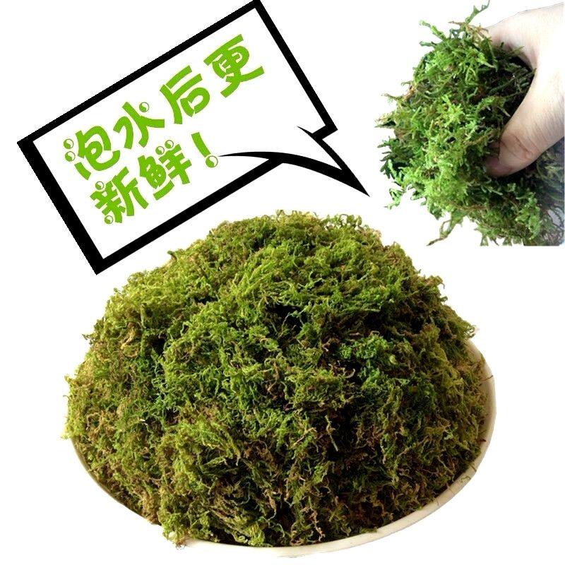 蝴蝶兰专用苔藓鹿角蕨龟背竹兰花兰竹种植铺面石斛营养土高压繁殖