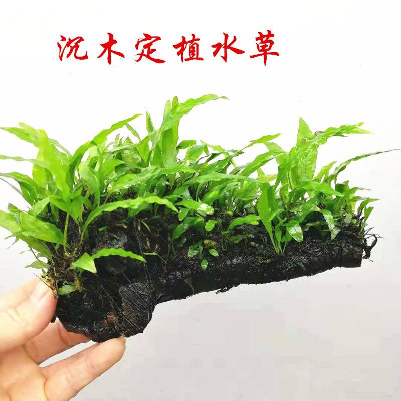 铁皇冠沉木定植水草鱼缸造景装饰好养懒人水草,宠物/宠物食品及用品,造景/装饰,淘宝优惠券,粉丝福利购,淘宝优惠卷