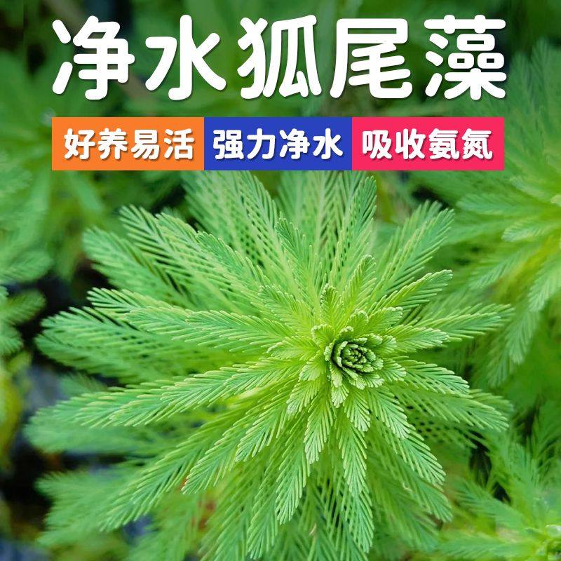 狐尾藻水草净水植物鱼缸造景沼泽过滤大聚藻水陆缸养龟鳖净化水质,鲜花速递/花卉仿真/绿植园艺,海藻球,淘宝优惠券,粉丝福利购,淘宝优惠卷