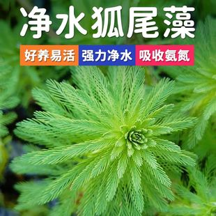 狐尾藻水草净水植物鱼缸造景沼泽过滤大聚藻水陆缸养龟鳖净化水质
