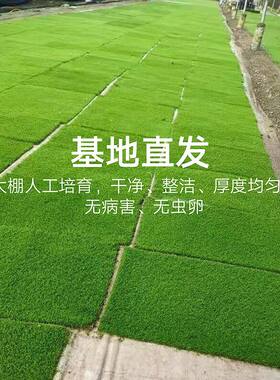 新鲜人工培育短绒苔藓鲜