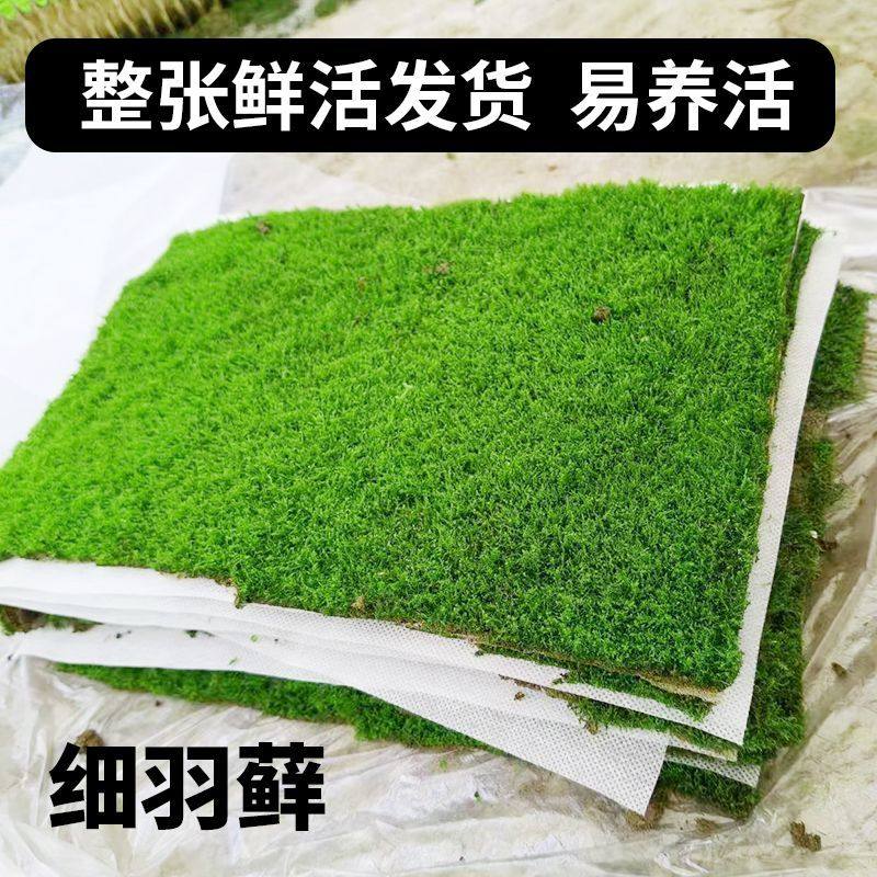 鲜活细羽藓水陆缸雨林缸盆景微景庭院无纱布人工种植苔藓装饰铺面,鲜花速递/花卉仿真/绿植园艺,海藻球,淘宝优惠券,粉丝福利购,淘宝优惠卷
