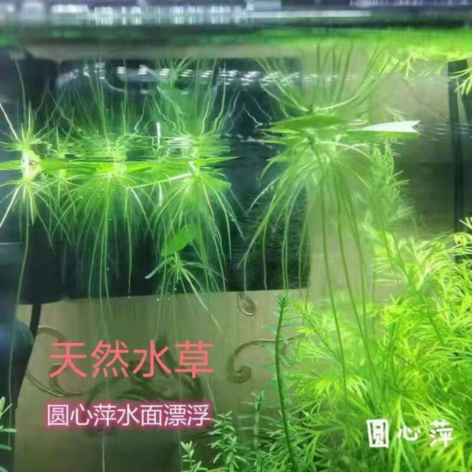 浮萍水草圆心萍肚兜萍净化水质水培绿植养鱼龟缸组合套餐漂浮水草,宠物/宠物食品及用品,造景/装饰,淘宝优惠券,粉丝福利购,淘宝优惠卷