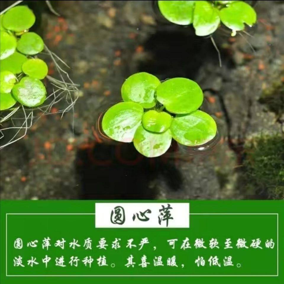 浮萍水草圆心萍净化水质水培绿植庭院办公室鱼虾室外造景阳台室内,鲜花速递/花卉仿真/绿植园艺,海藻球,淘宝优惠券,粉丝福利购,淘宝优惠卷