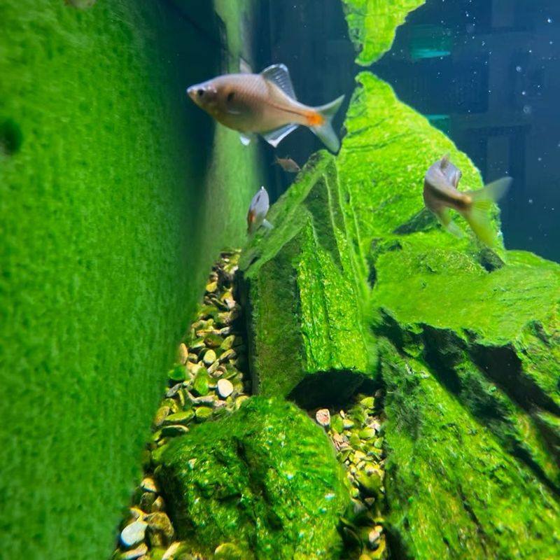 短绒藻种绿水孢子造景长绒藻青苔爆藻绿毛地毯绿藻球兰寿鱼缸藻种,鲜花速递/花卉仿真/绿植园艺,海藻球,淘宝优惠券,粉丝福利购,淘宝优惠卷