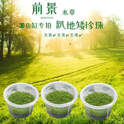 无菌杯水草-趴地矮珍珠-