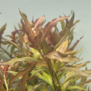 新叶底红水草水下叶后景水草真草缸装饰鱼缸造景懒人植物