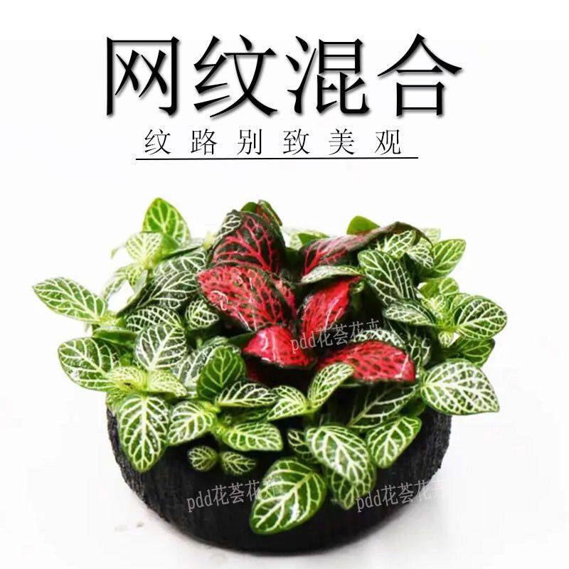 网纹混合水上叶水陆缸观DIY造景水陆创意室内迷你懒人网纹草水草,鲜花速递/花卉仿真/绿植园艺,海藻球,淘宝优惠券,粉丝福利购,淘宝优惠卷