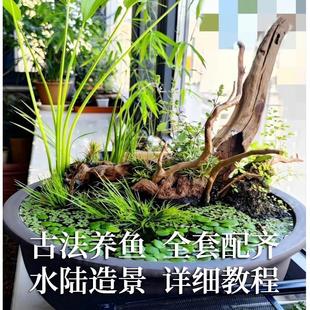 古法养鱼水缸网红造景套餐全套材料皇冠草水上叶45cm水草造景石头