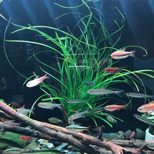 泰国水剑小坨草鱼草缸造景水草场直发懒人水培增氧阴性淡水草植物
