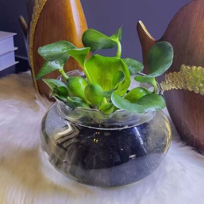 花卉植物苗池塘园林庭院
