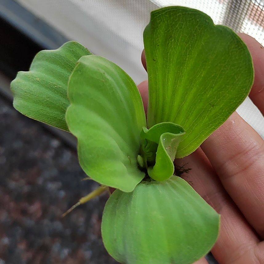 水芙蓉浮萍水培水生植物养龟鱼缸庭院鱼塘绿化净化水质浮性水草,宠物/宠物食品及用品,造景/装饰,淘宝优惠券,粉丝福利购,淘宝优惠卷