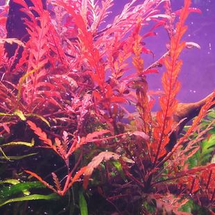 雨裂羽裂蓑衣净化鱼缸阴性后景草缸植物造景水下红色懒人新手水草