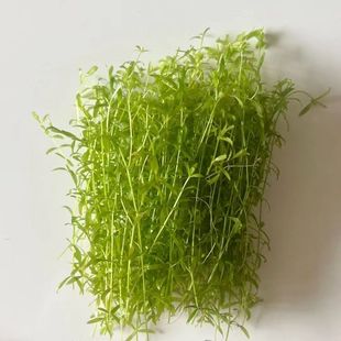水草日本珍珠草高珍珠造景无需二氧化碳新手打头水草中景后景草