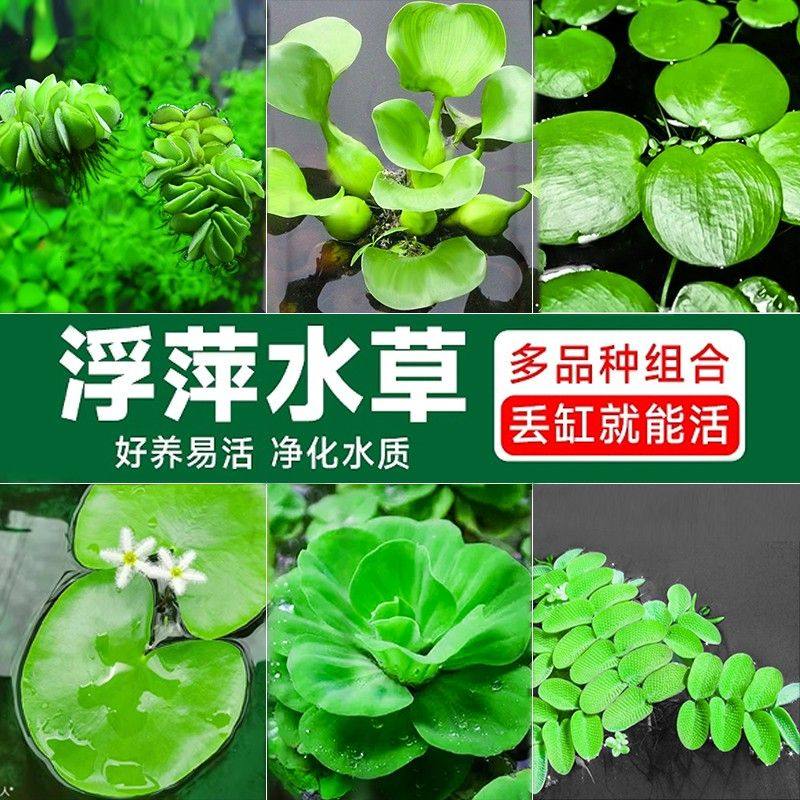 水芙蓉浮萍懒人水草净化水质养虾鱼缸造景水生植物水培水面室内外,鲜花速递/花卉仿真/绿植园艺,海藻球,淘宝优惠券,粉丝福利购,淘宝优惠卷