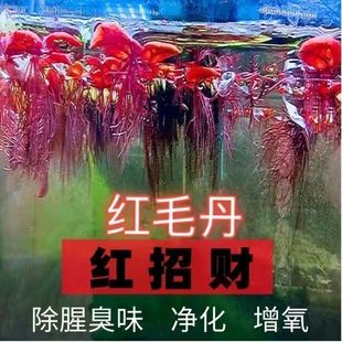 莫斯水草耐寒泰国斗鱼室内自动净化水草组合套餐浮萍水草红毛丹