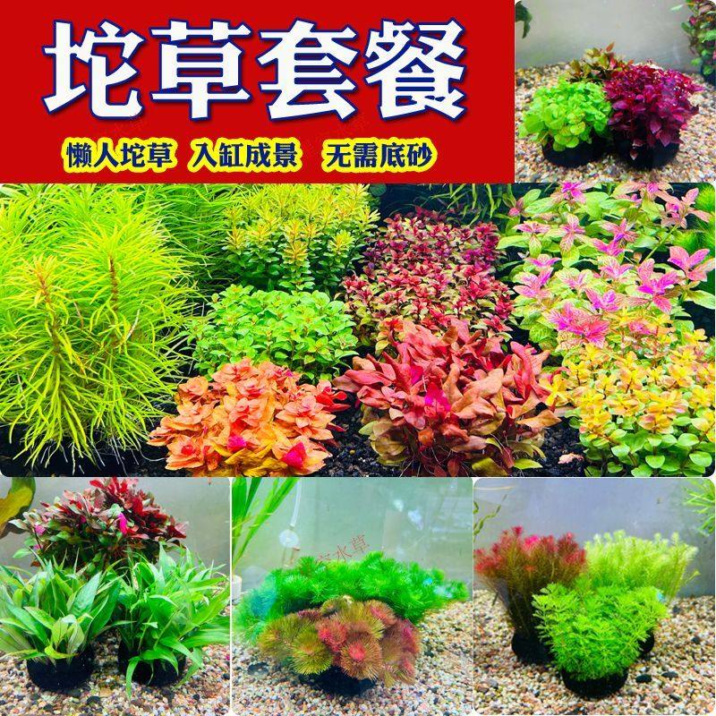 新手水下坨草水草组合套餐懒人净化水质鱼缸植物阴性增氧造景真草,鲜花速递/花卉仿真/绿植园艺,海藻球,淘宝优惠券,粉丝福利购,淘宝优惠卷