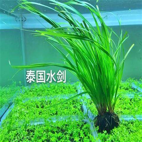 鱼缸后景水草 泰国水剑 无需co2 易养 入缸成景 适合懒人造景,宠物/宠物食品及用品,造景/装饰,淘宝优惠券,粉丝福利购,淘宝优惠卷
