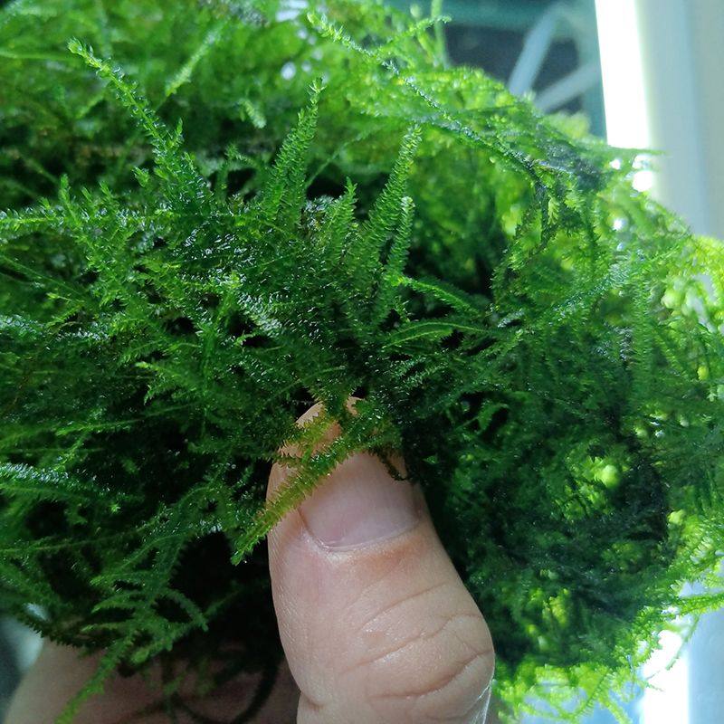 散装莫斯水草活的植物真草鱼缸水草造景垂类网片草坪三角莫斯懒人,宠物/宠物食品及用品,造景/装饰,淘宝优惠券,粉丝福利购,淘宝优惠卷