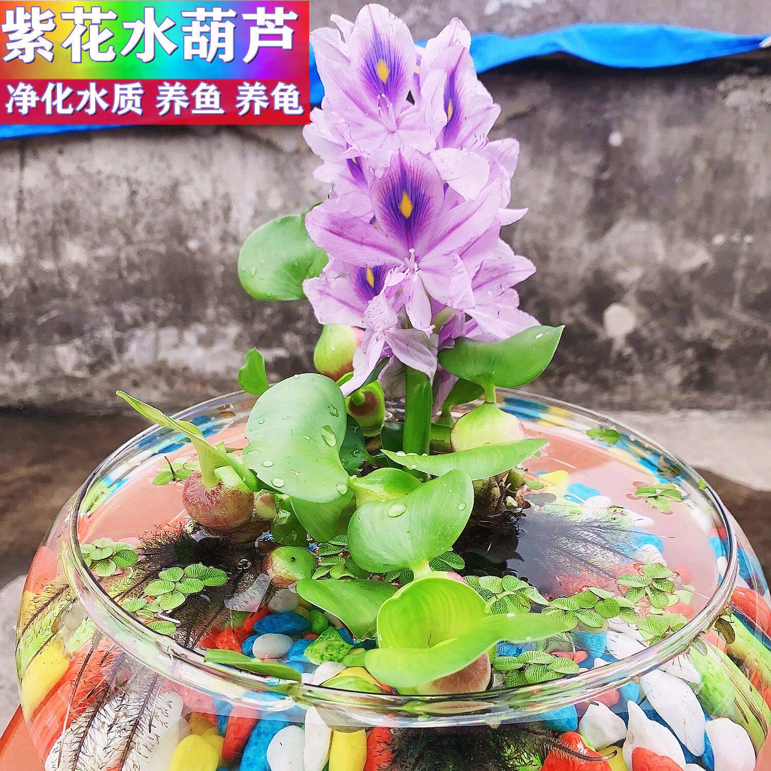 水葫芦苗凤眼莲鱼池水培植物水浮懒人水草无需底沙水生四季鱼缸土