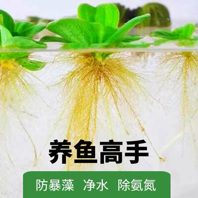 鱼缸浮萍水草无土活体水