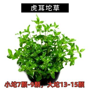 入门级懒人水草组合套餐 增氧坨草鱼缸植物沉底鱼草 净化水质沉水