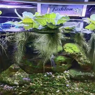 水芙蓉浮萍懒人水草净化水质养虾鱼缸造景水生植物水培水面室内