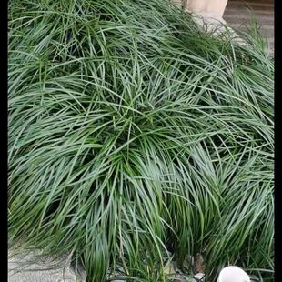 矮麦冬草玉龙草别墅庭院四季常青绿化植物中叶细叶大叶麦冬草