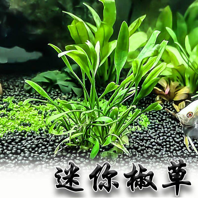 迷你椒草鱼缸造景 前景活体水草水族用草可以蔓延成草皮 阴性水草