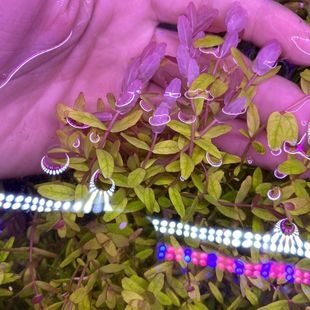 迷你绿蝴蝶鱼缸造景水草荷兰景菜园子打头草水下叶级增氧植物红草